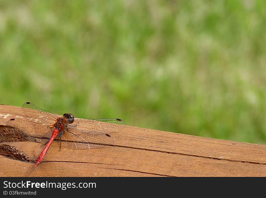 Dragonfly on the log in suny day