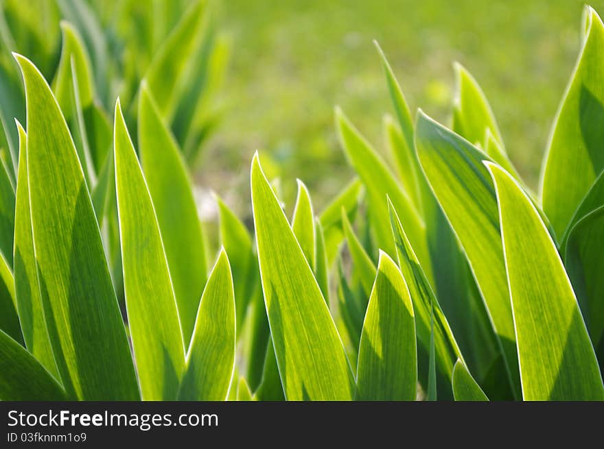 Green the plants leaves in the spring. Green the plants leaves in the spring