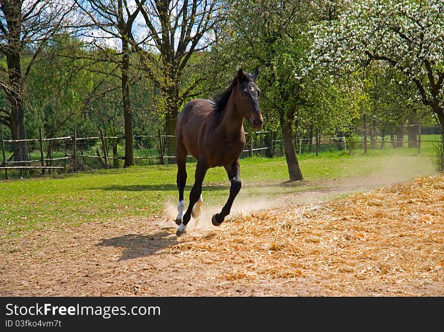 Brown horse in jump