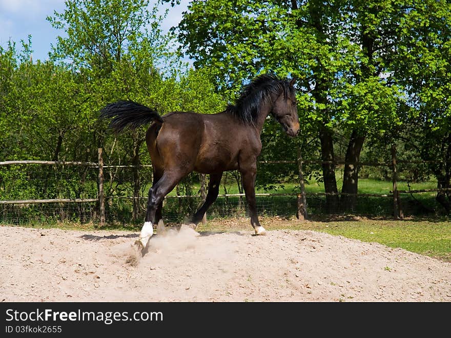 Brown Horse In Jump