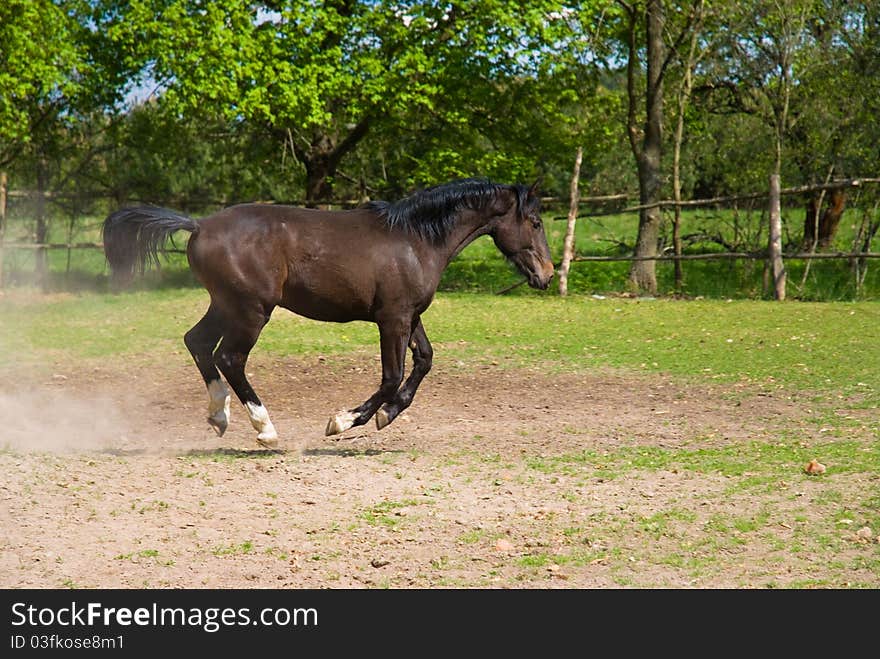 Brown horse in jump up.