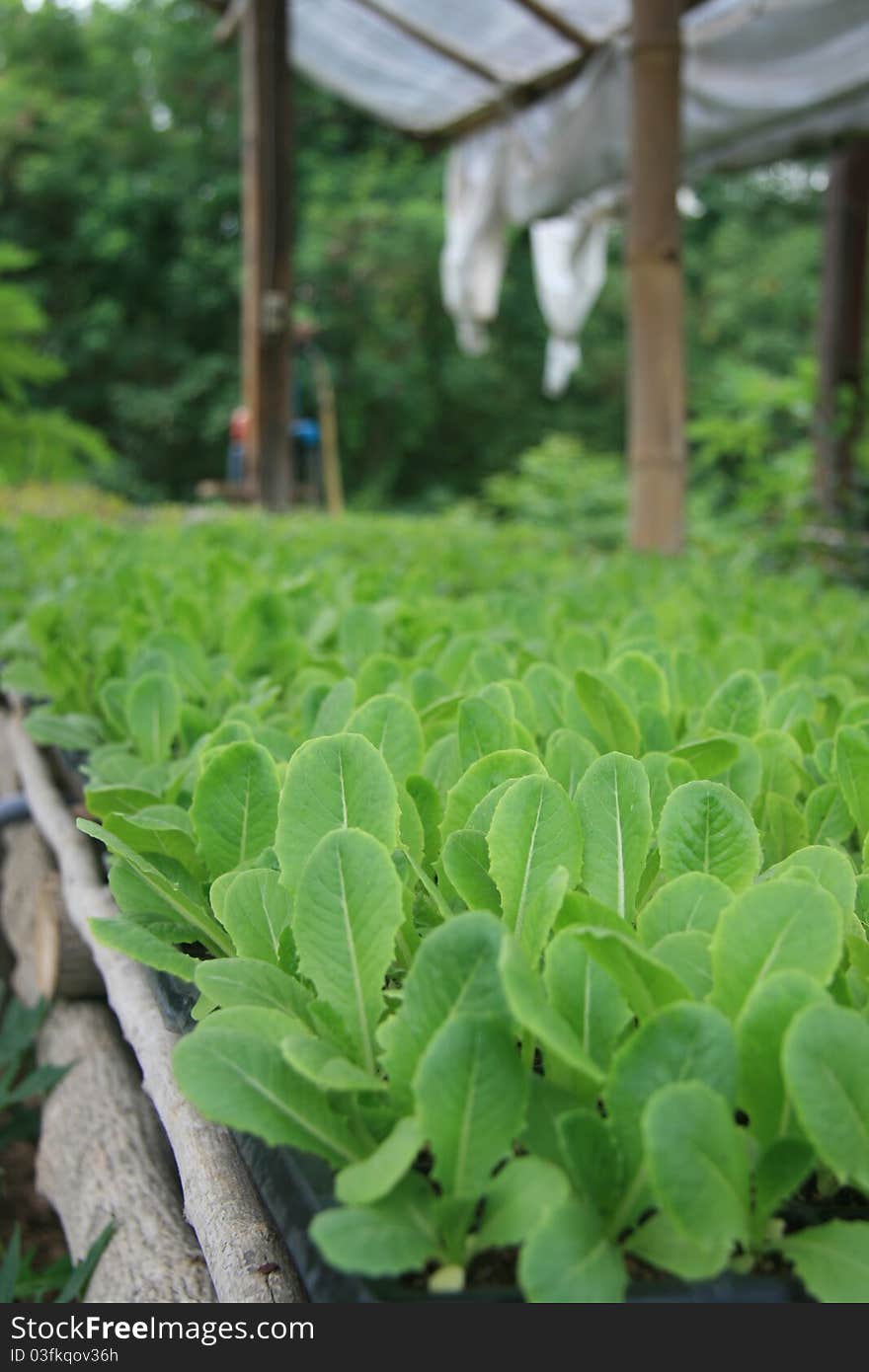 Cabbage and green vegetable collection isolated organic. Cabbage and green vegetable collection isolated organic