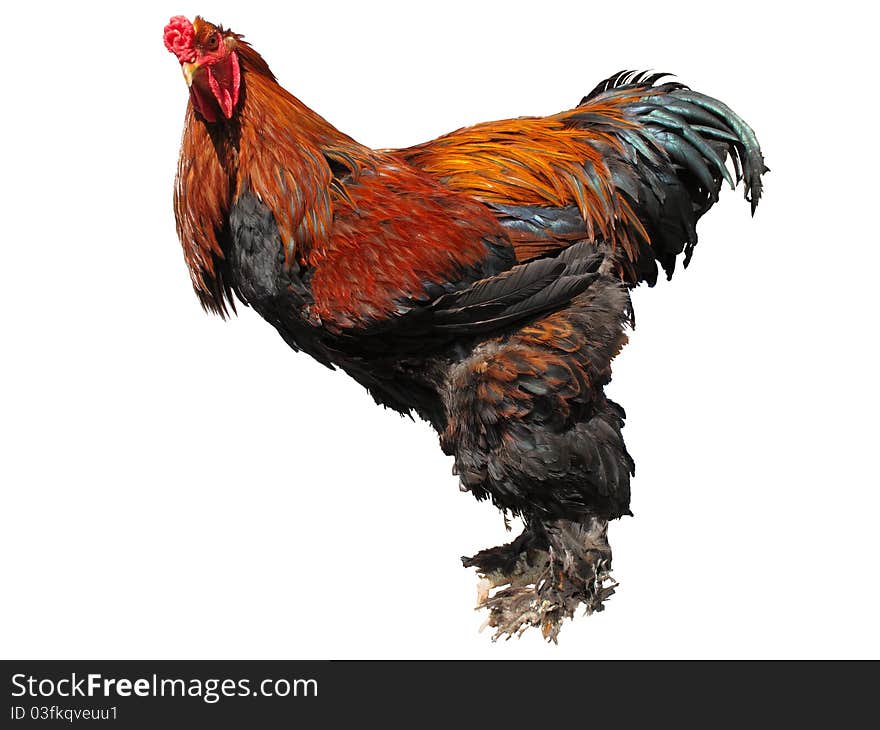 Adult cockerel on a white background (side view)