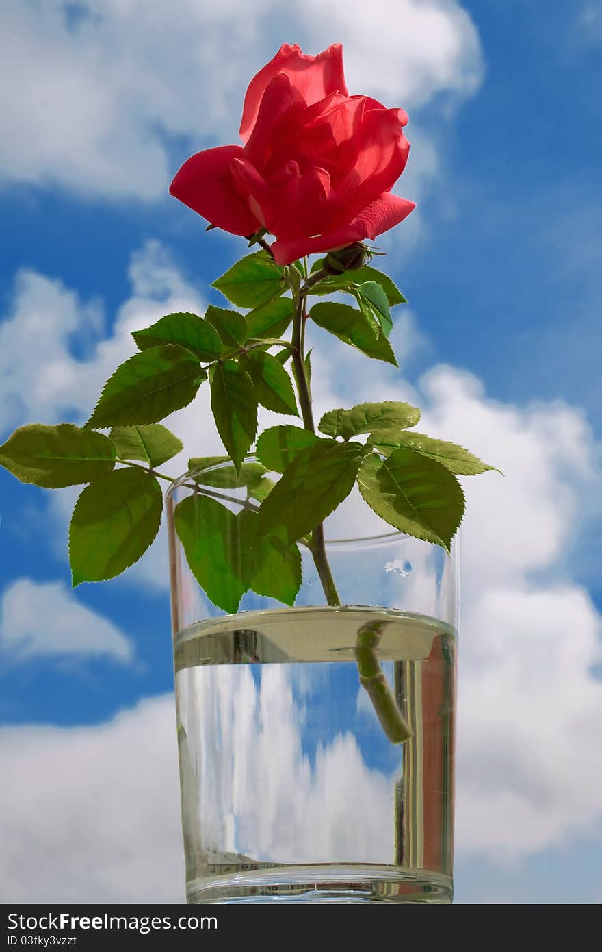 Roses in a clear glass against the summer sky