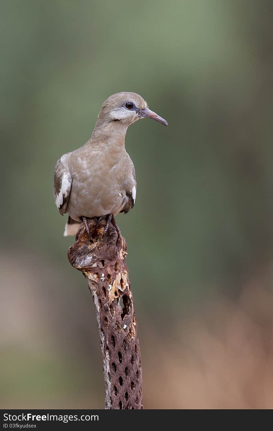 White-winged Dove (Zenaida asiatica mearnsi), juvenile.