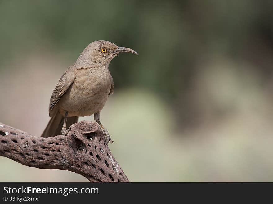 Curve-billed Thrasher, Western subspecies