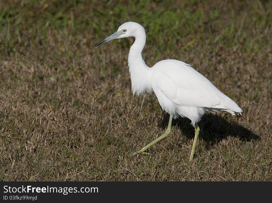 Little Blue Heron (Egretta caerulea)