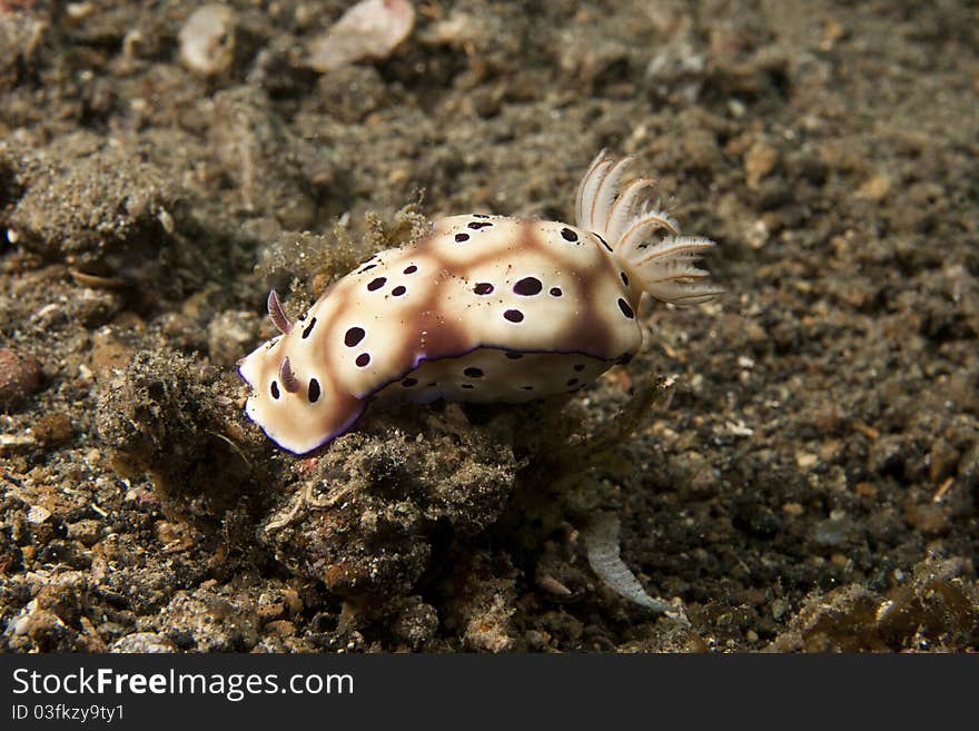 Nudibrach (Risbecia tryoni)