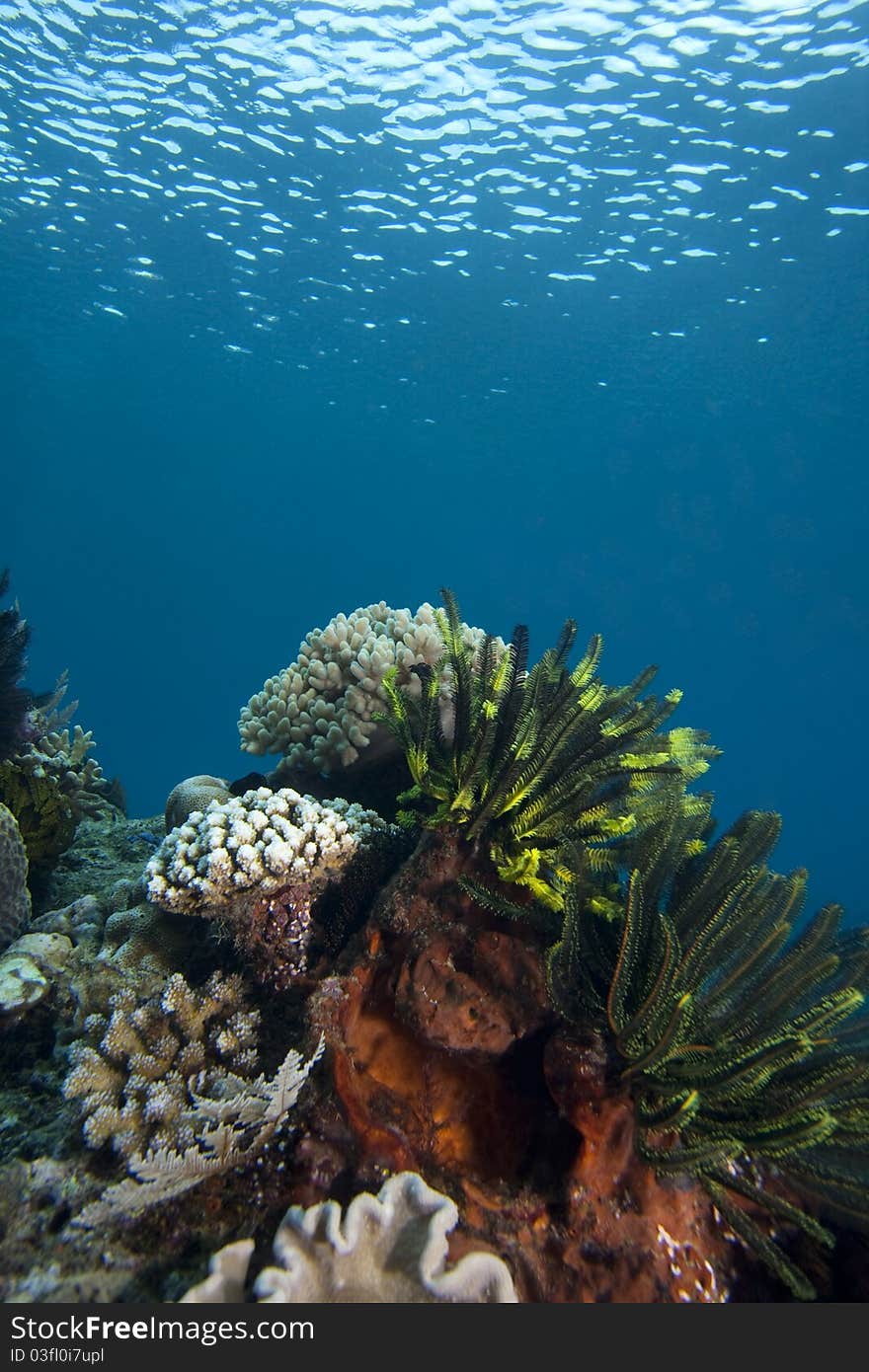 Painted Frogfish (Antennarius Pictus)