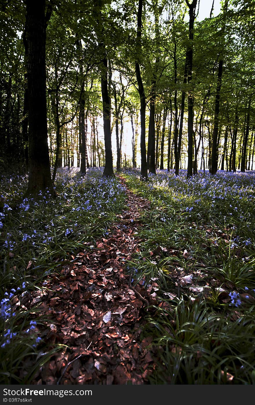 Leaf pathway through a wood full of flowering bluebells. Leaf pathway through a wood full of flowering bluebells