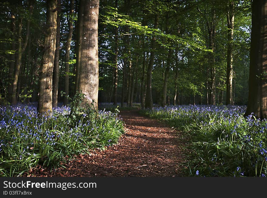 Leaf pathway through a wood full of flowering bluebells. Leaf pathway through a wood full of flowering bluebells