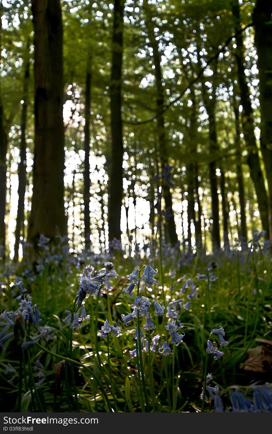 Flowering bluebells covering the forest floor. Flowering bluebells covering the forest floor