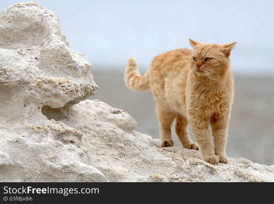 Big cat stands on the cliff