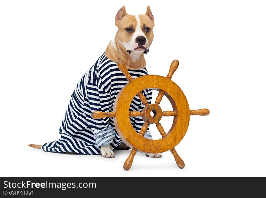 Dog and wheel vehicle