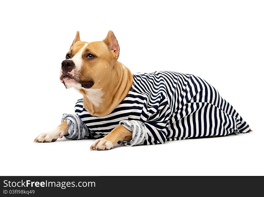 Dog in the form of a sailor