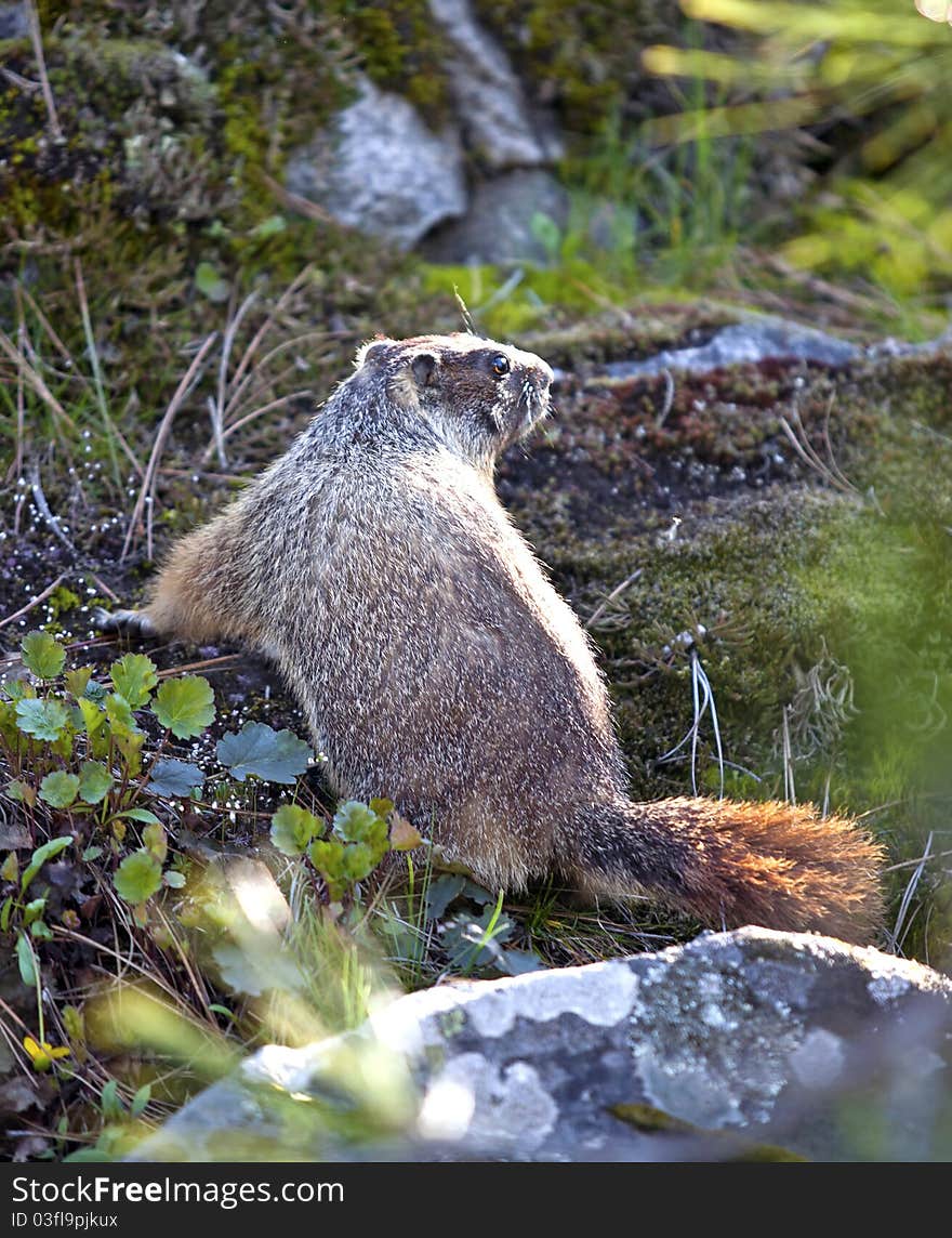 Marmot Among Rocks And Plants.