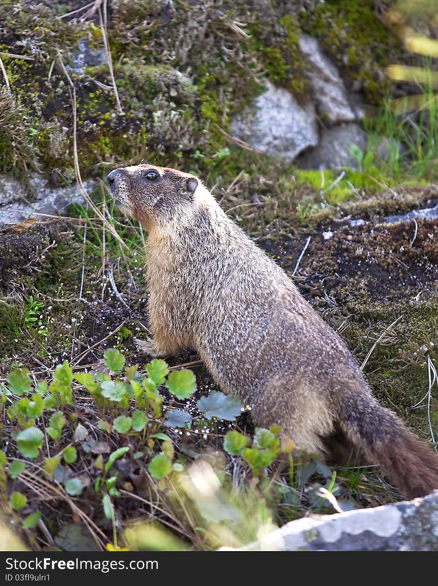 A small marmot wonders around the small flora covered hill. A small marmot wonders around the small flora covered hill.