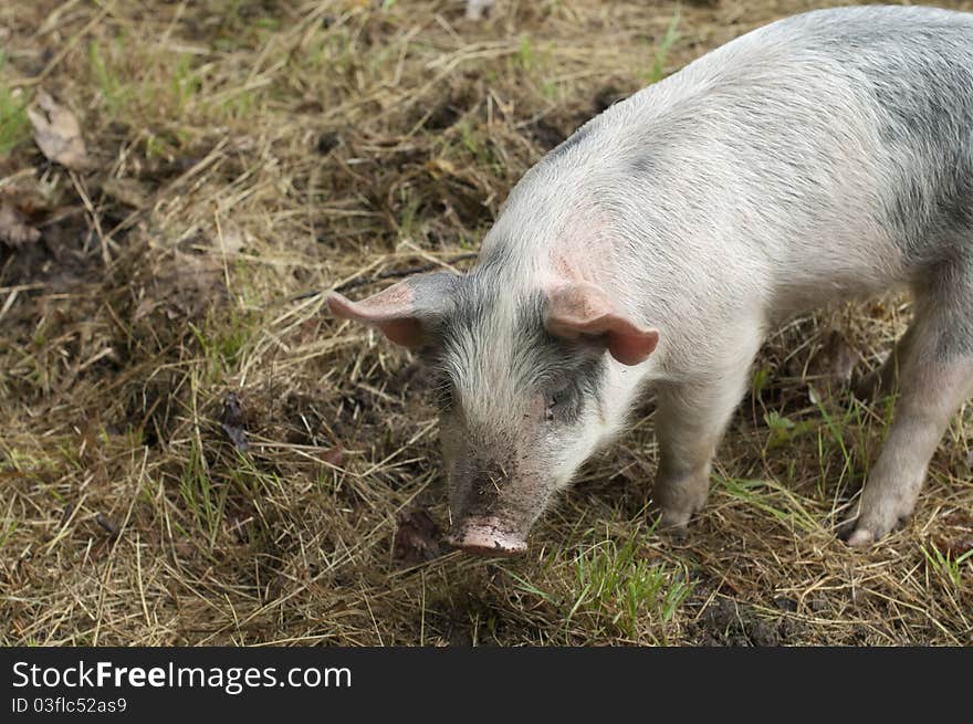 Piglets as part of Heifer Farm at Hiram House Camp