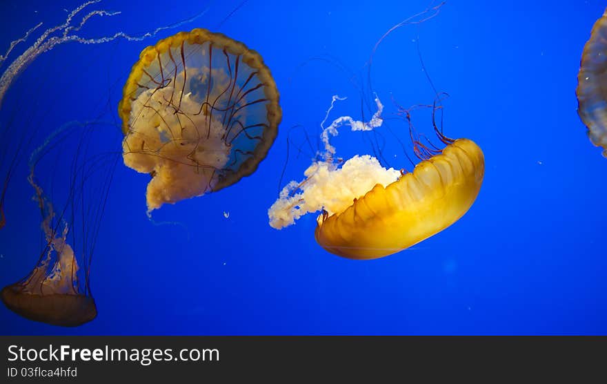 Jellyfish swimming in Tennessee Aquarium