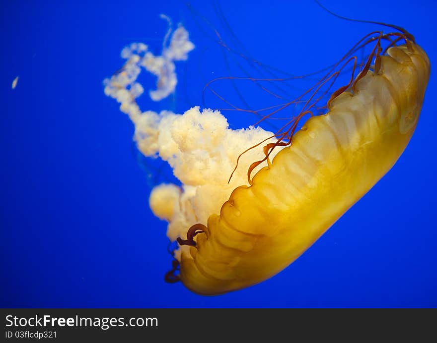 Jellyfish swimming in Tennessee Aquarium