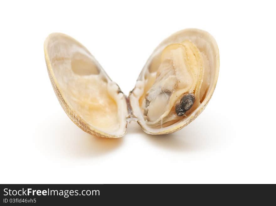 Clam