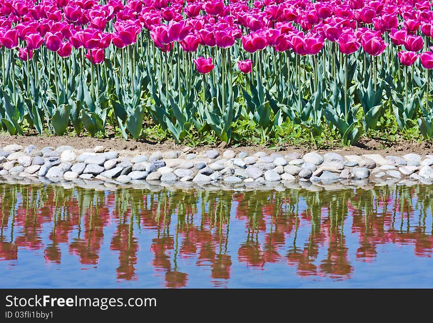 Tulip flowerbed in the pond