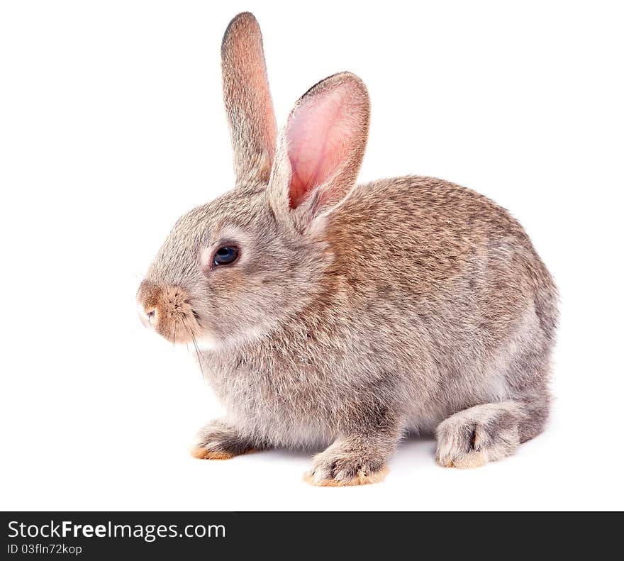 Rabbit on a white background