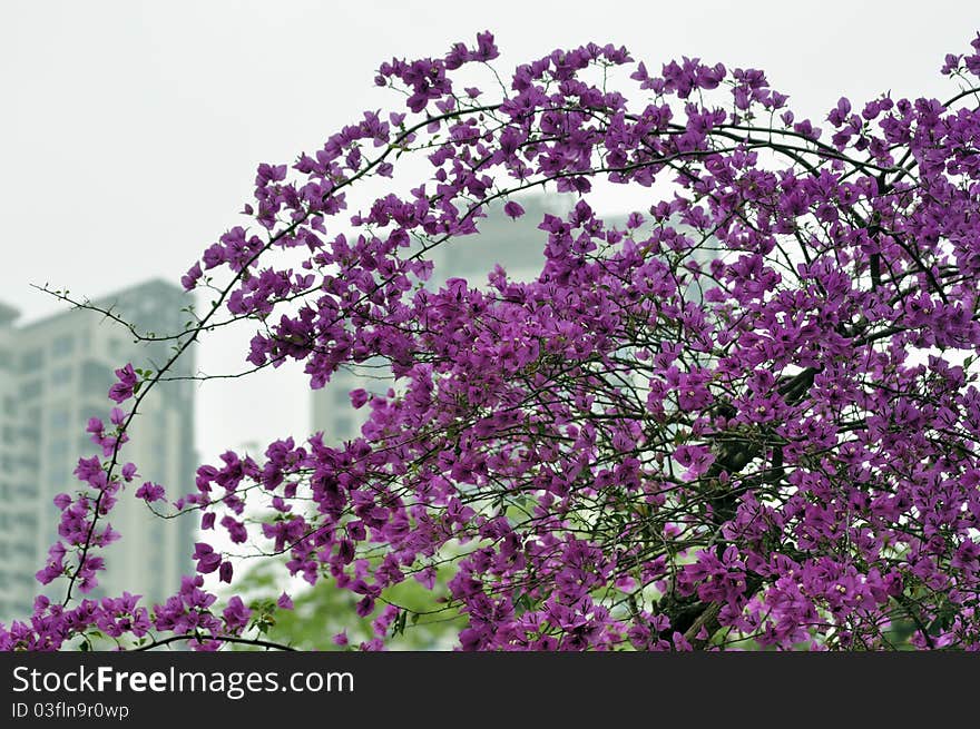 Azaleas in full bloom in front of modern building