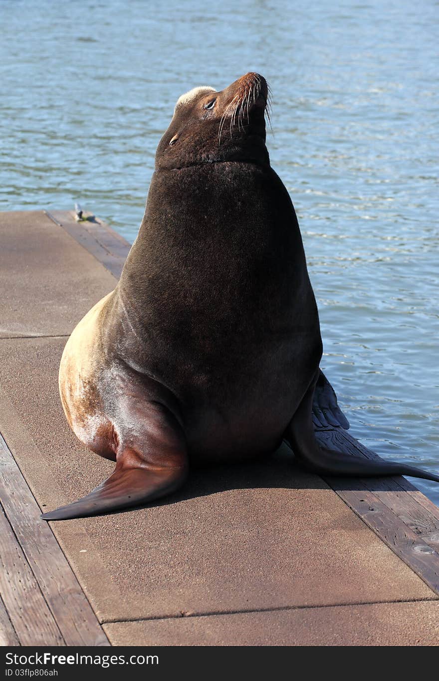 A Male Sea-lion.