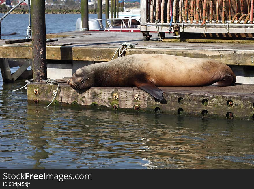 Sea-lions basking at a marina in Astoria Oregon.