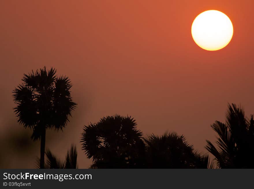 Sun rising over palm trees in a tropical country. Sun rising over palm trees in a tropical country