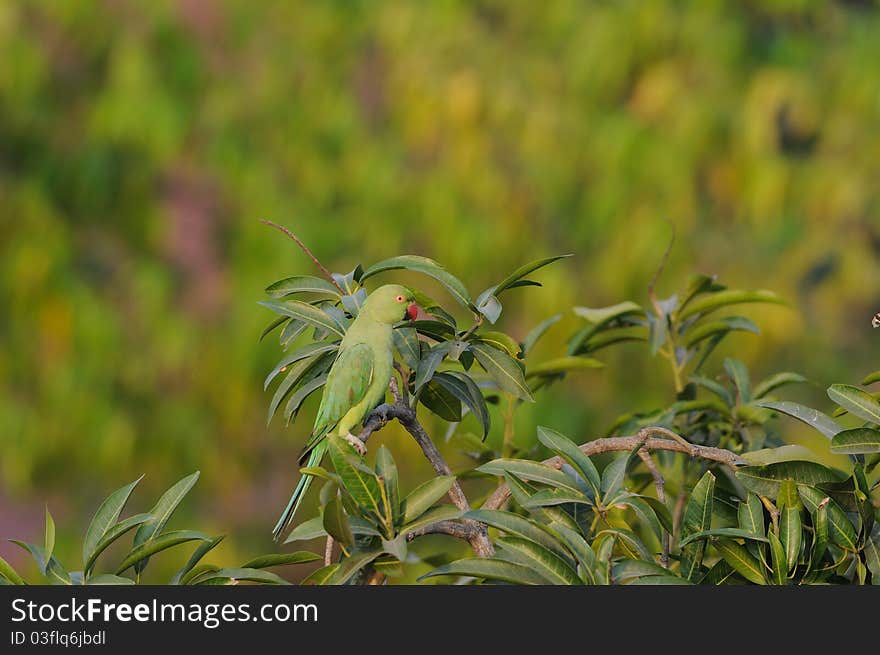 A lonely rose ringed parakeet perching on a mango tree