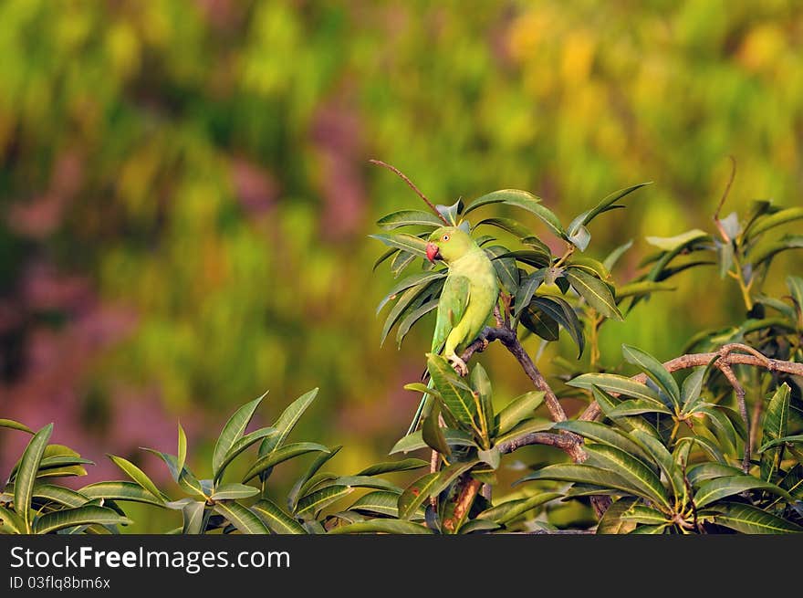 A lonely rose ringed parakeet perching on a mango tree