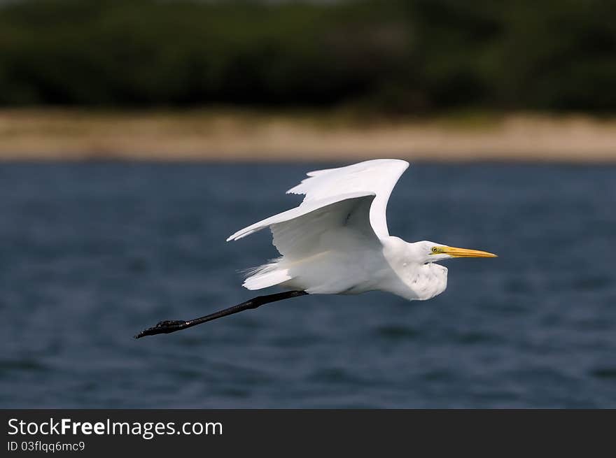 A Little Egret in its natural habitat