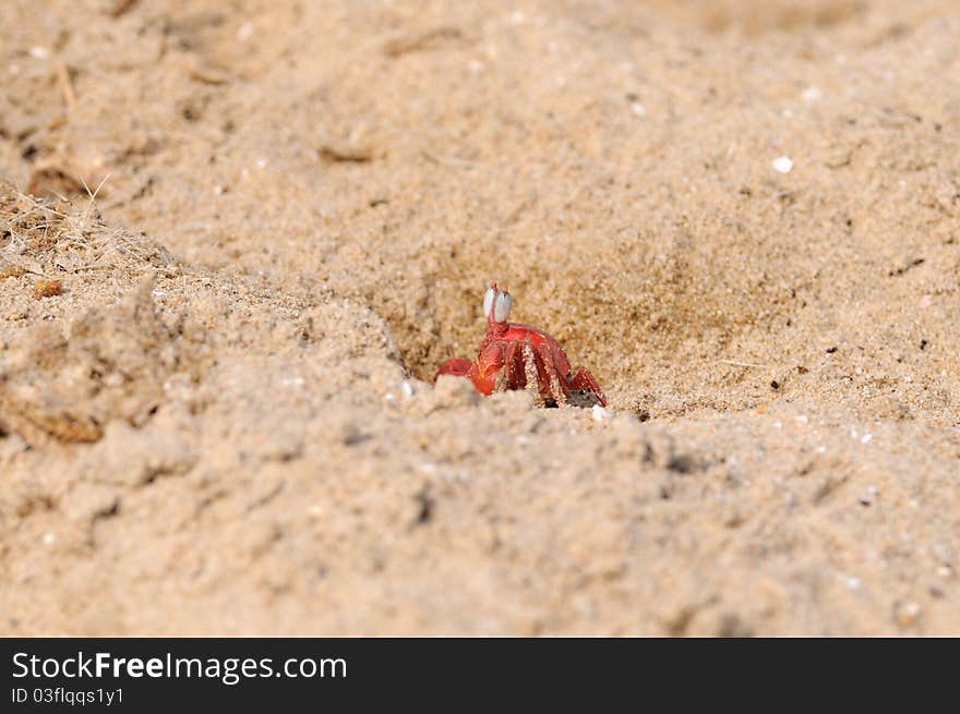 A lonely Fiddler crab defending its terittory