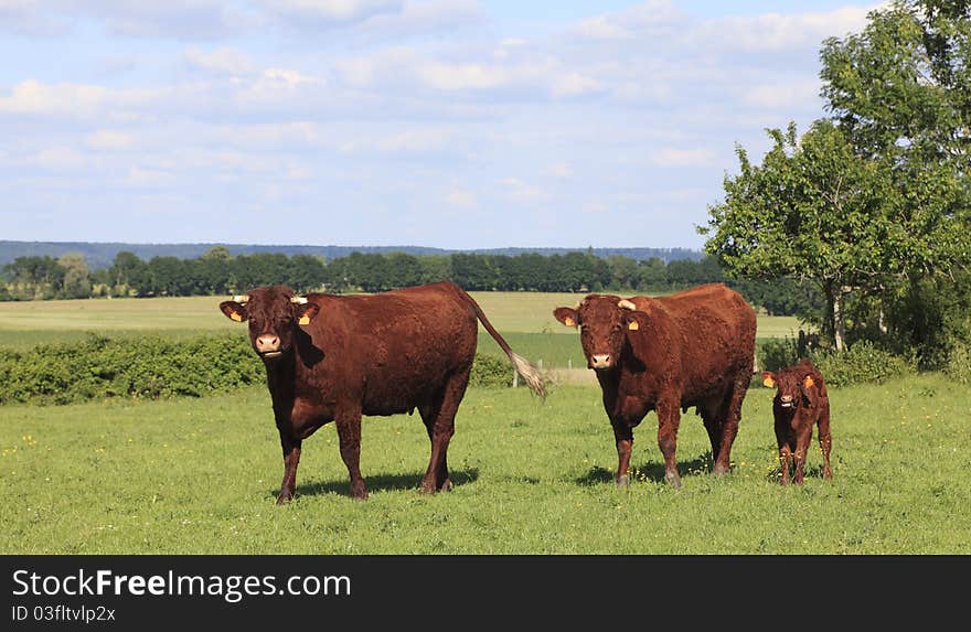 Brown cows in Normandy