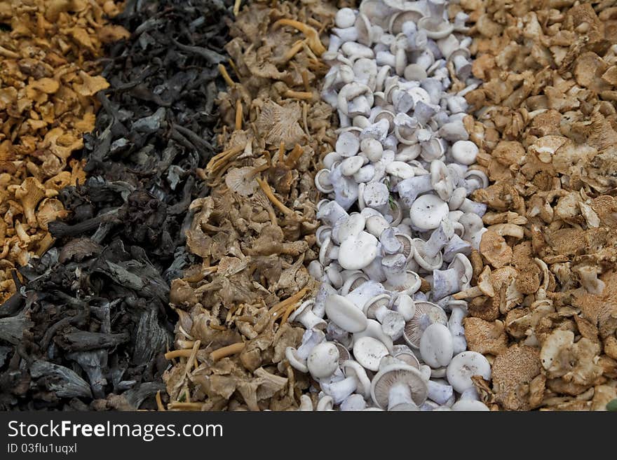 Close up of various types of mushrooms