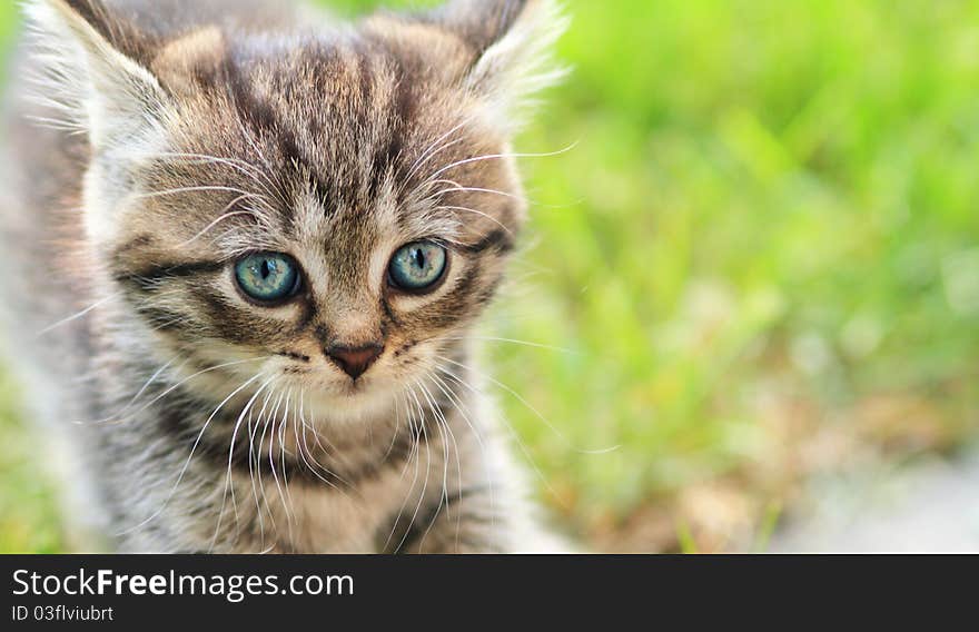 Adorable young cat in the grass