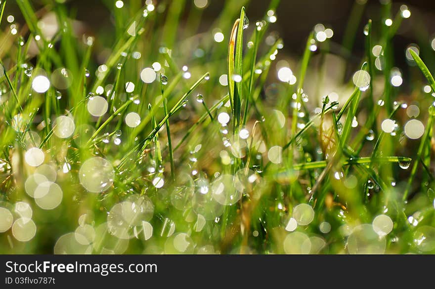 Green grass with dew drops