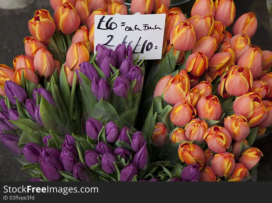 Bunches of Tulips