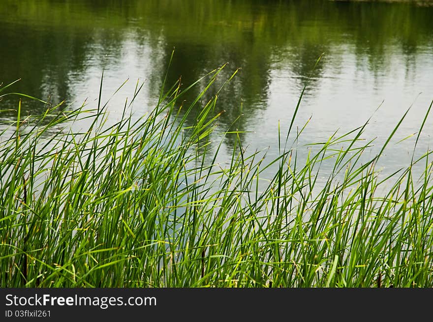 Beauty lake and reed overgrew