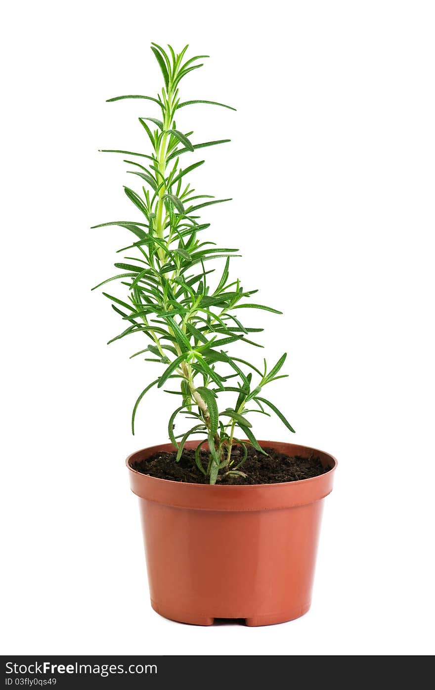 Rosemary