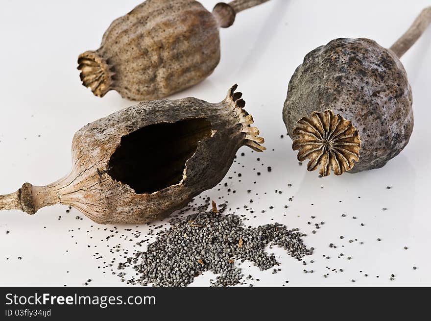 Dried poppy bolls close up