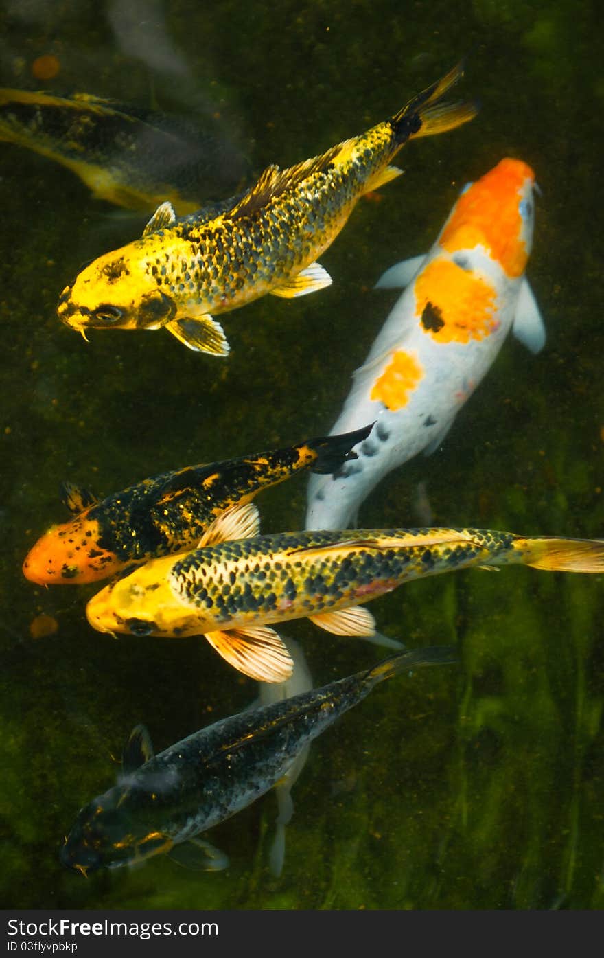 Fishes in pond