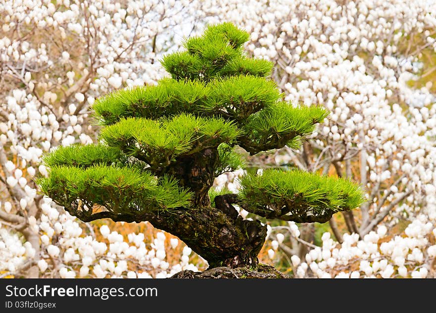 Bonsai tree on white magnolia background at Hallim Park of Jeju island Korea