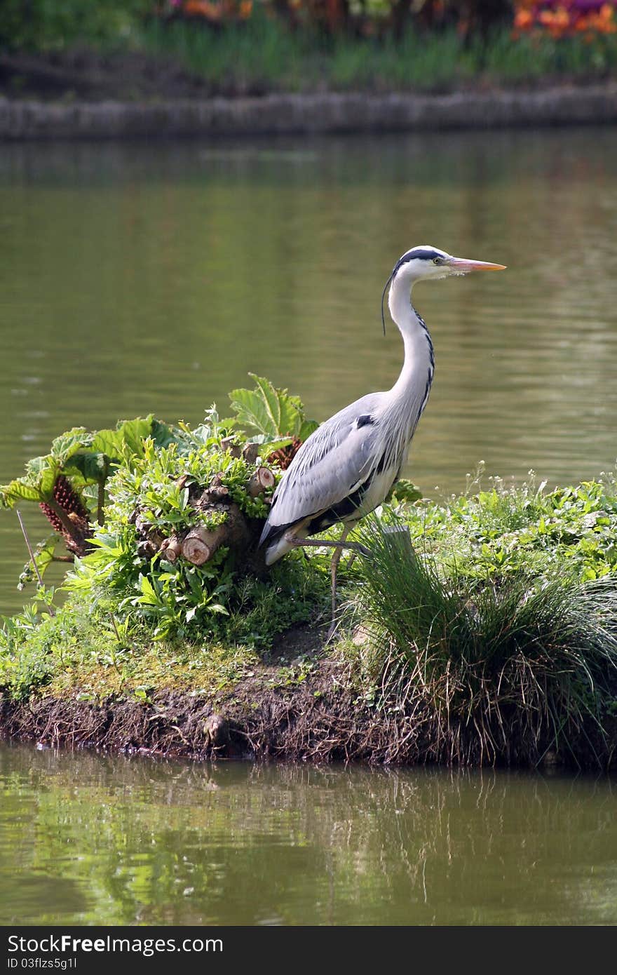 Statuesque heron on island in middle of pond at Wisley. Statuesque heron on island in middle of pond at Wisley