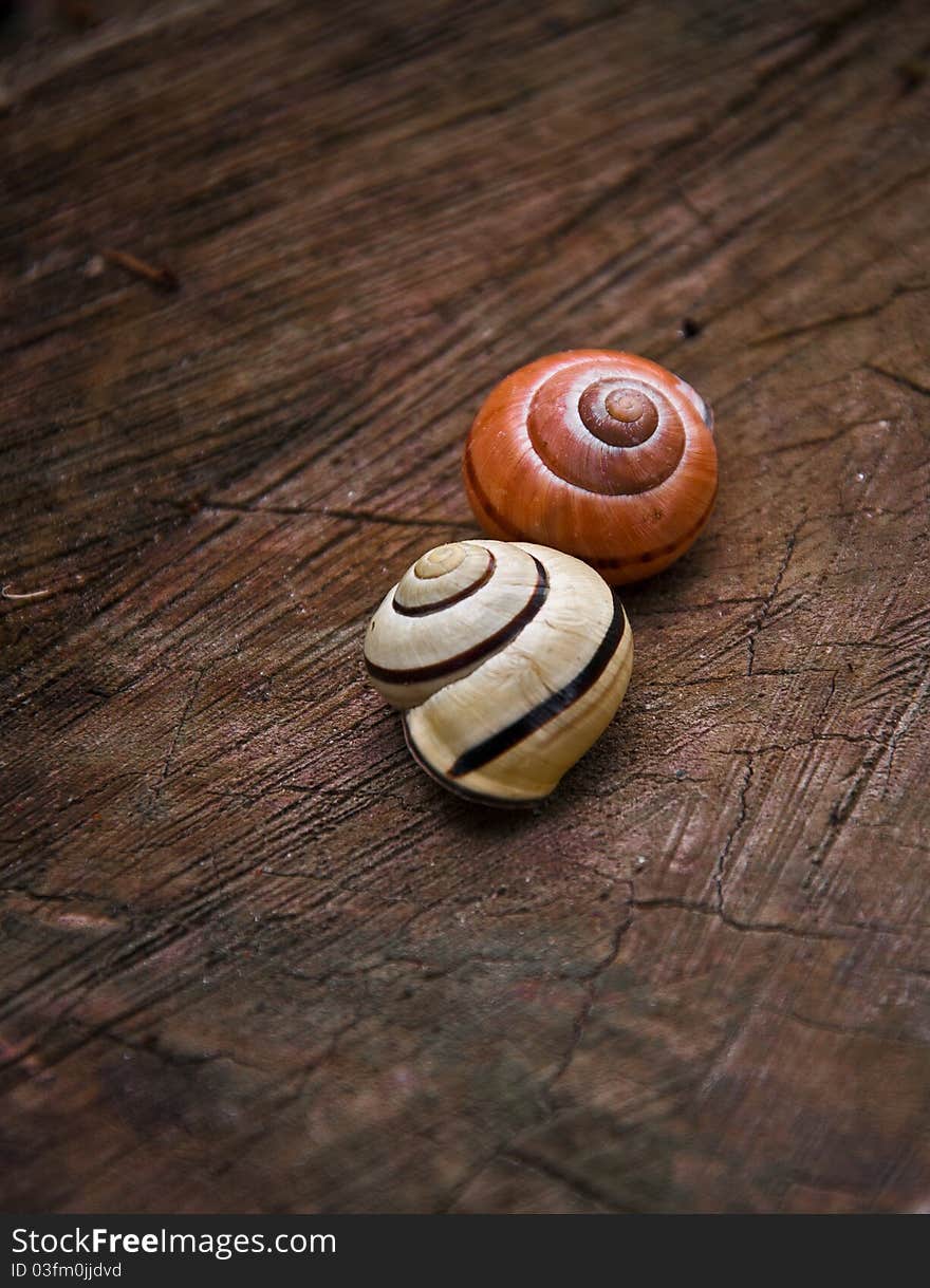 Two snail houses on old wood texture