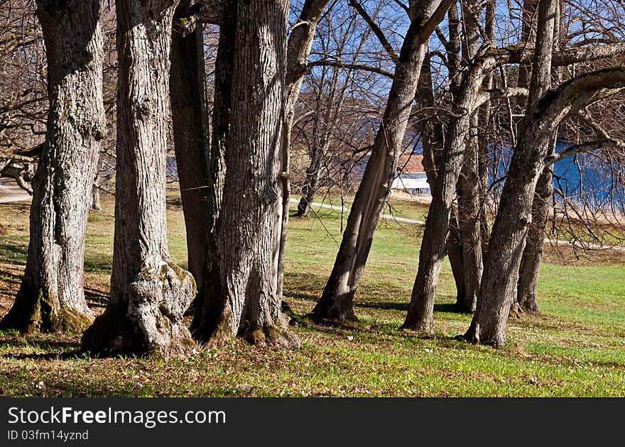 A couple of old park tree in springtime. A couple of old park tree in springtime.