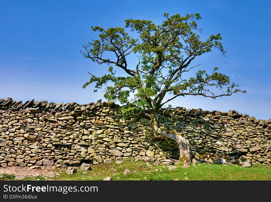 A small gnarled tree growing against a dry stone wall. A small gnarled tree growing against a dry stone wall