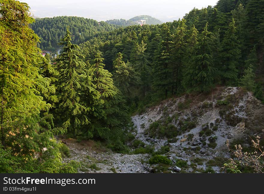 Coniferous forests in mountainous terrain